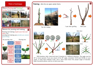Pruning & Training-Deciduous trees B